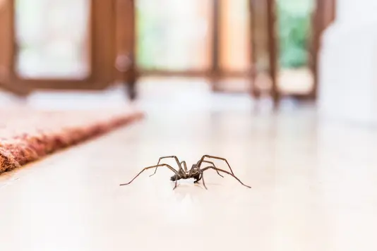 fenster-haus-insektenschutz-spinne
